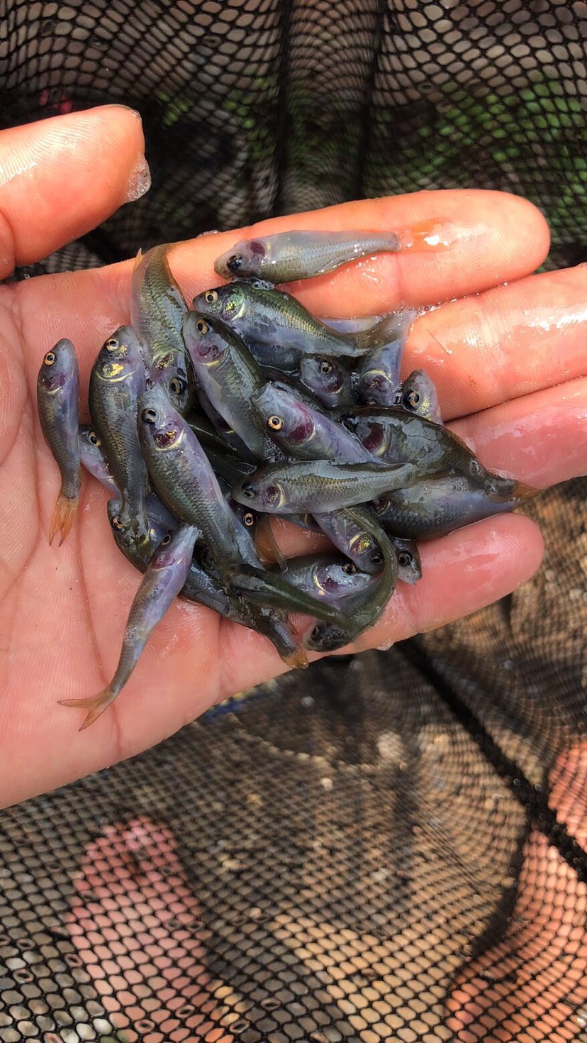 大量出售,新头批苗,禾花鲤鱼,欢迎订单