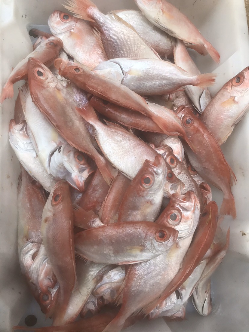 真鲷 大眼鸡鱼 目莲鱼