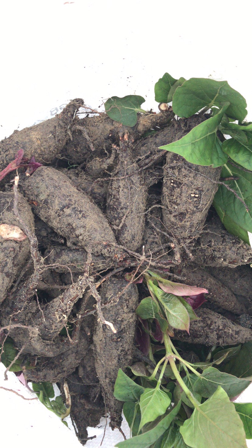 紫茉莉种子 紫茉莉根 入地老鼠 自产自销