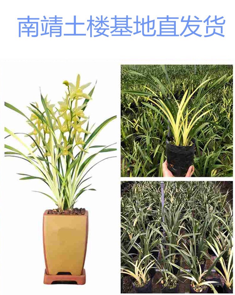 兰花建兰 新鲜先明中透艺草黄金新芽 新手好养易活勤花基地发货