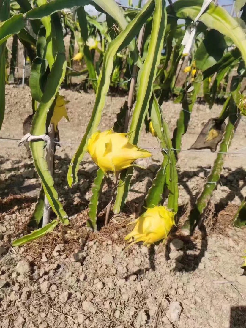 黄皮火龙果苗 无刺黄龙火龙果苗 嫁接苗 全程技术支持
