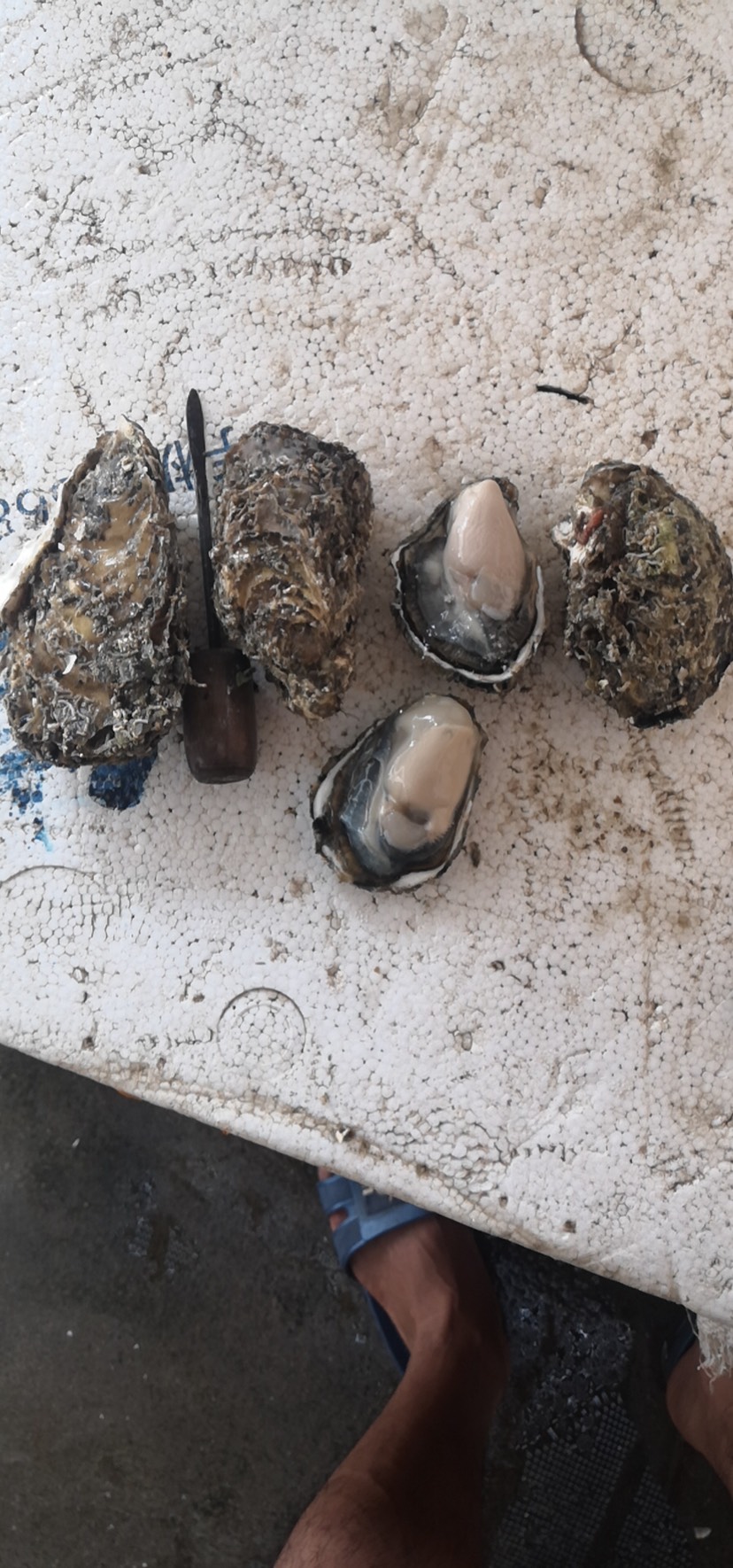 牡蛎 饶平汫洲生蚝,全壳,半壳,蚝肉,大小包都有.