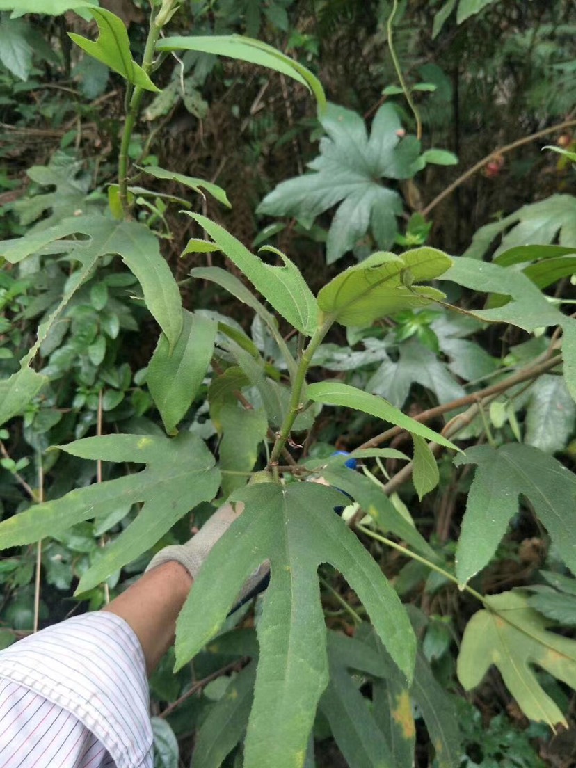 五指毛桃