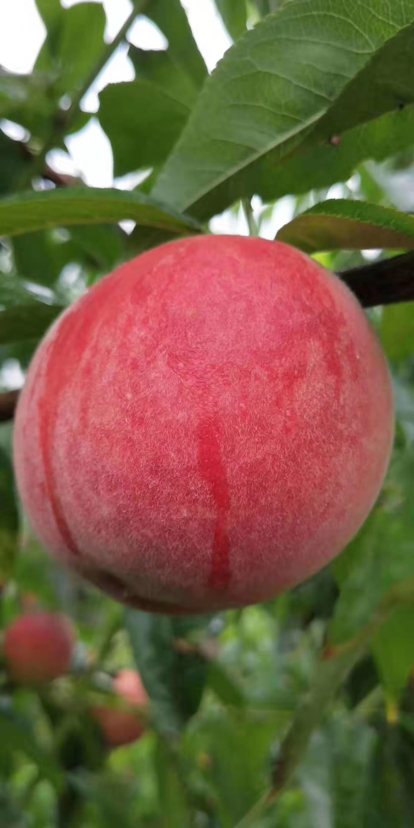 是罕见的特早熟桃品种,比"沪005"桃早熟3天,比"春丽"桃早熟15天,比"
