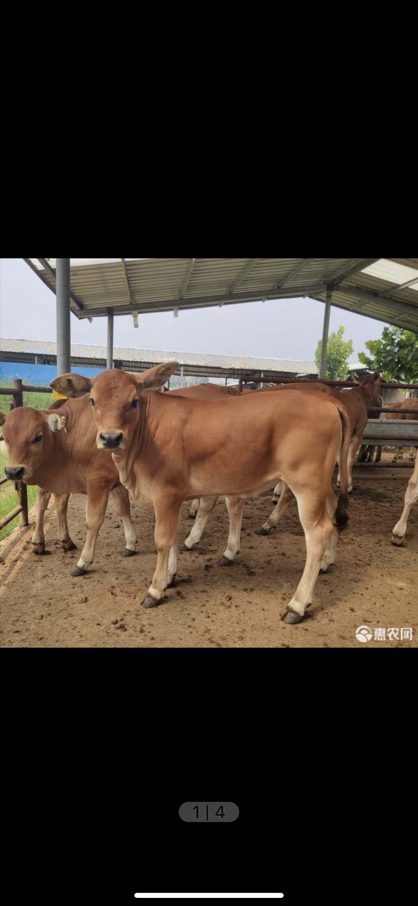土黄牛,放养的,700/1100斤,公母都有,17/斤.