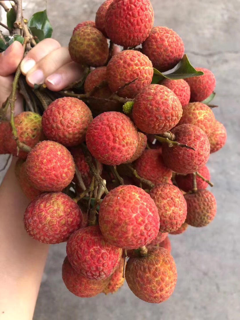 正宗高州白糖樱荔枝
