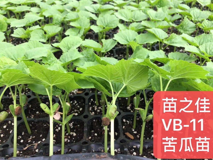 苦瓜苗 维吉特vb-11平顶苦瓜
