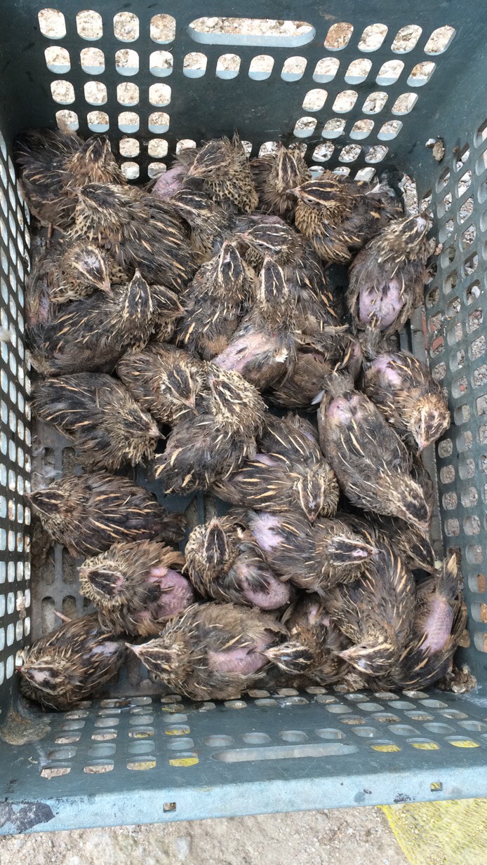 品种名:淘汰鹌鹑 用途:肉用