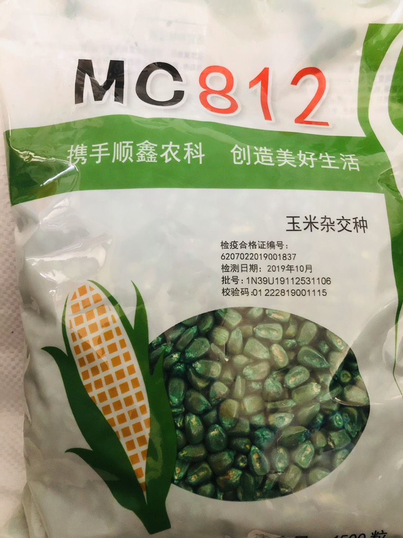 京科mc812玉米种子抗倒伏抗病稳产高产青秸成熟量大优惠