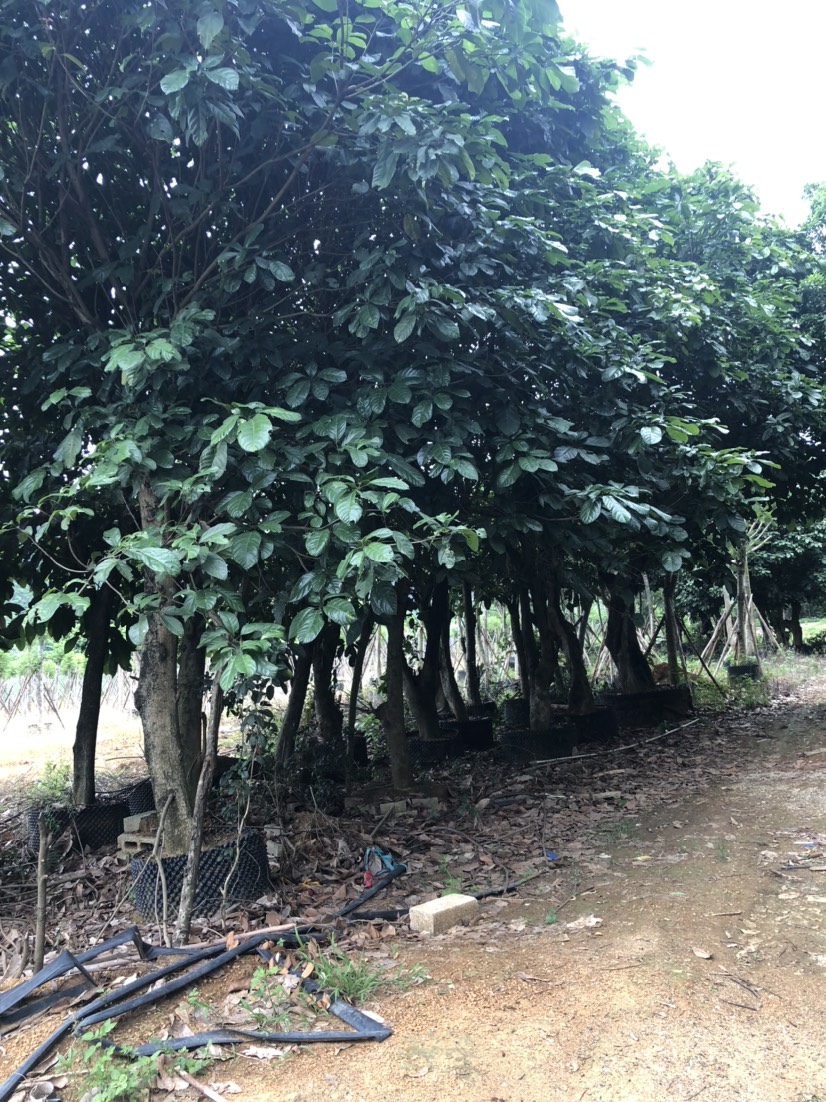 [凤凰木批发]凤凰木 风凰树价格400元/株 - 惠农网