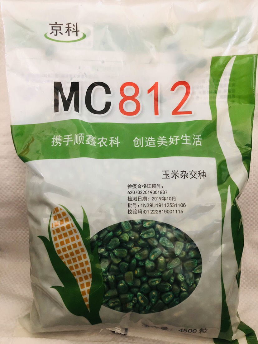 京科mc812玉米种子抗倒伏抗病稳产高产青秸成熟量大优惠