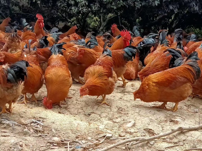 钦州山养土阉鸡…长期供应…货源充足