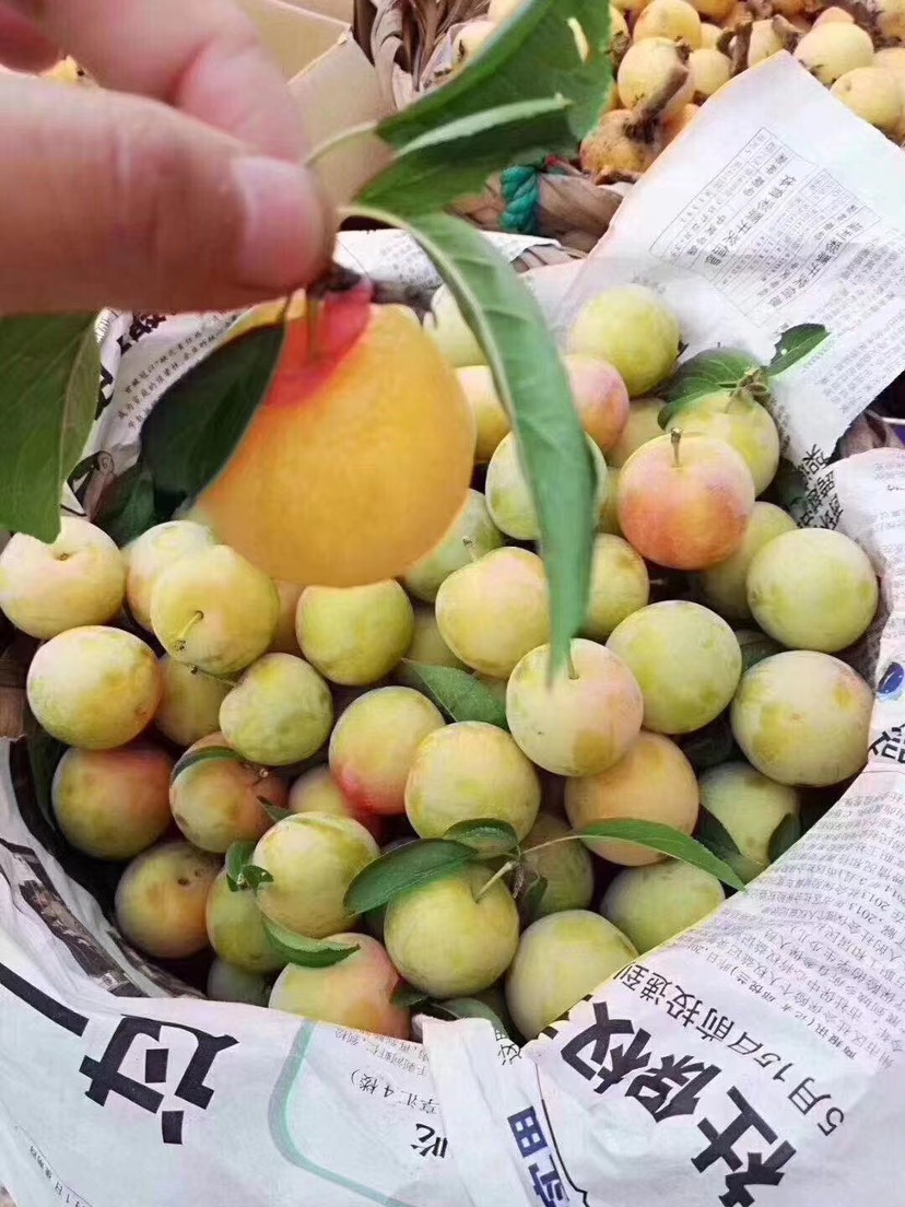 奈李 苏州东山水晶果江浙沪包邮