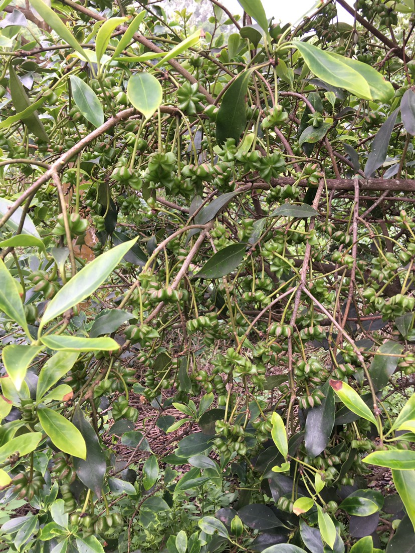 八角种子八角树嫁接苗苗圃基地批发零售