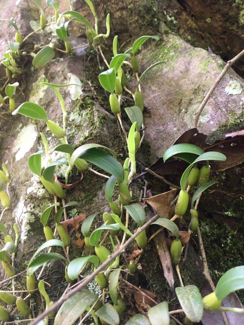 供应大厅  中药材  石橄榄  商家 唐尉钟 身份认证: 经营模式:种植户