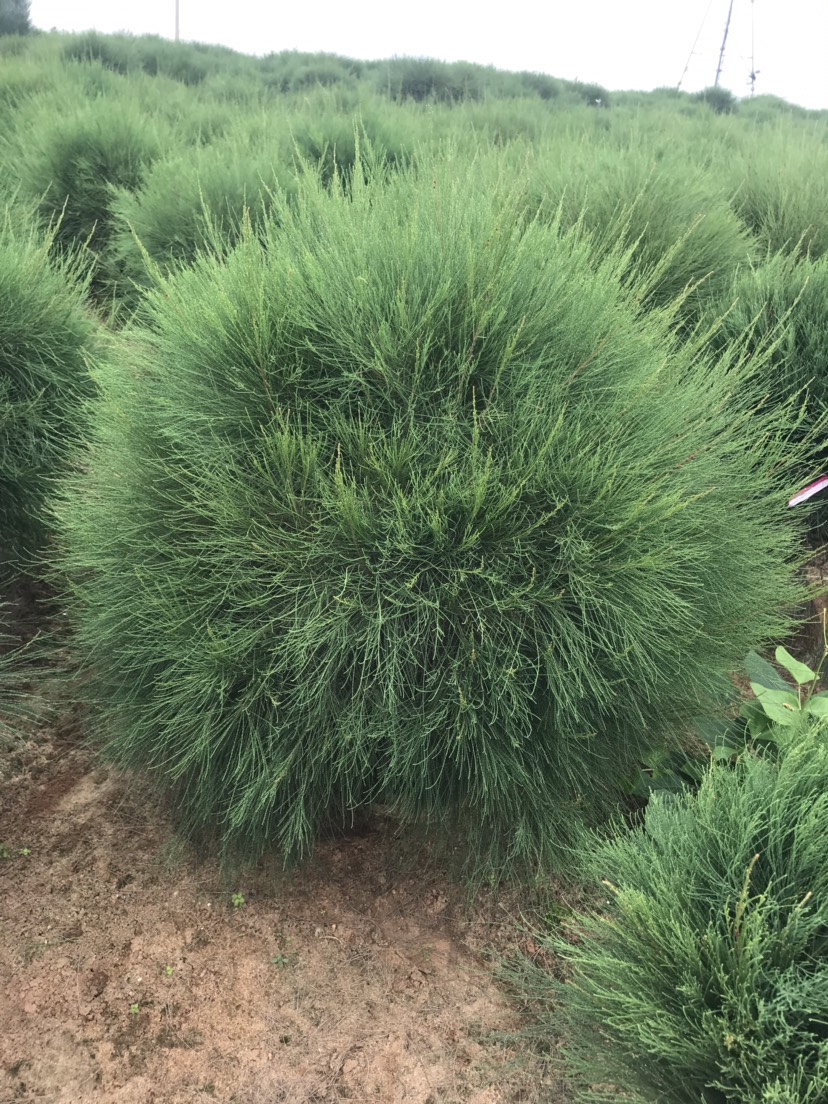 千头木麻黄