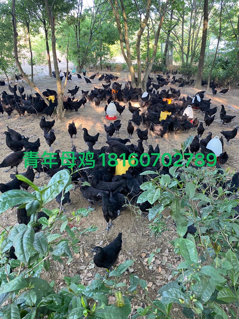 乌骨蛋鸡  散养五黑鸡,乌鸡,绿壳蛋鸡,乌骨鸡,五黑一绿 16.