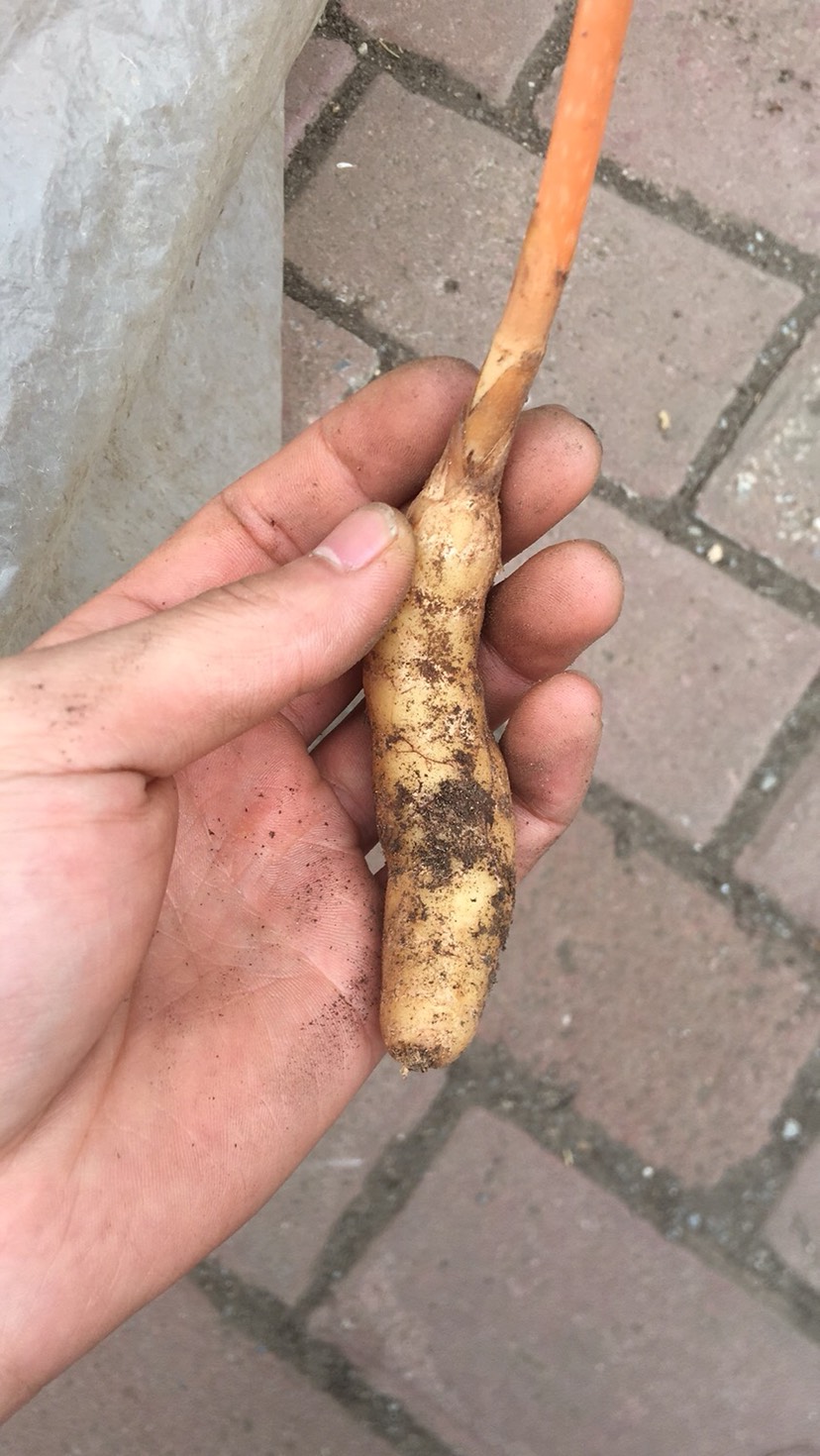 品种名 野生天麻
