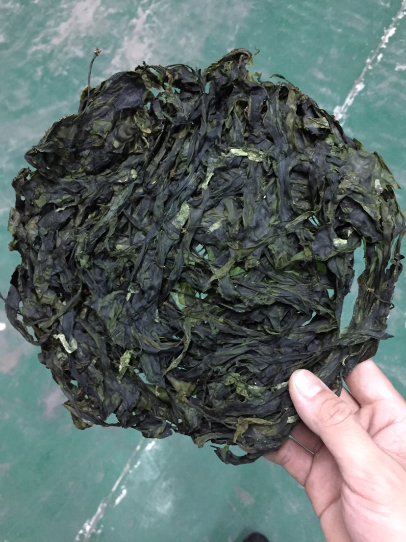 霞浦海带 海带芽 海带苗