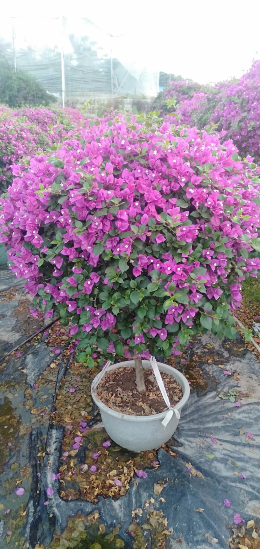 紫花三角梅 小叶紫40-50杆袋苗