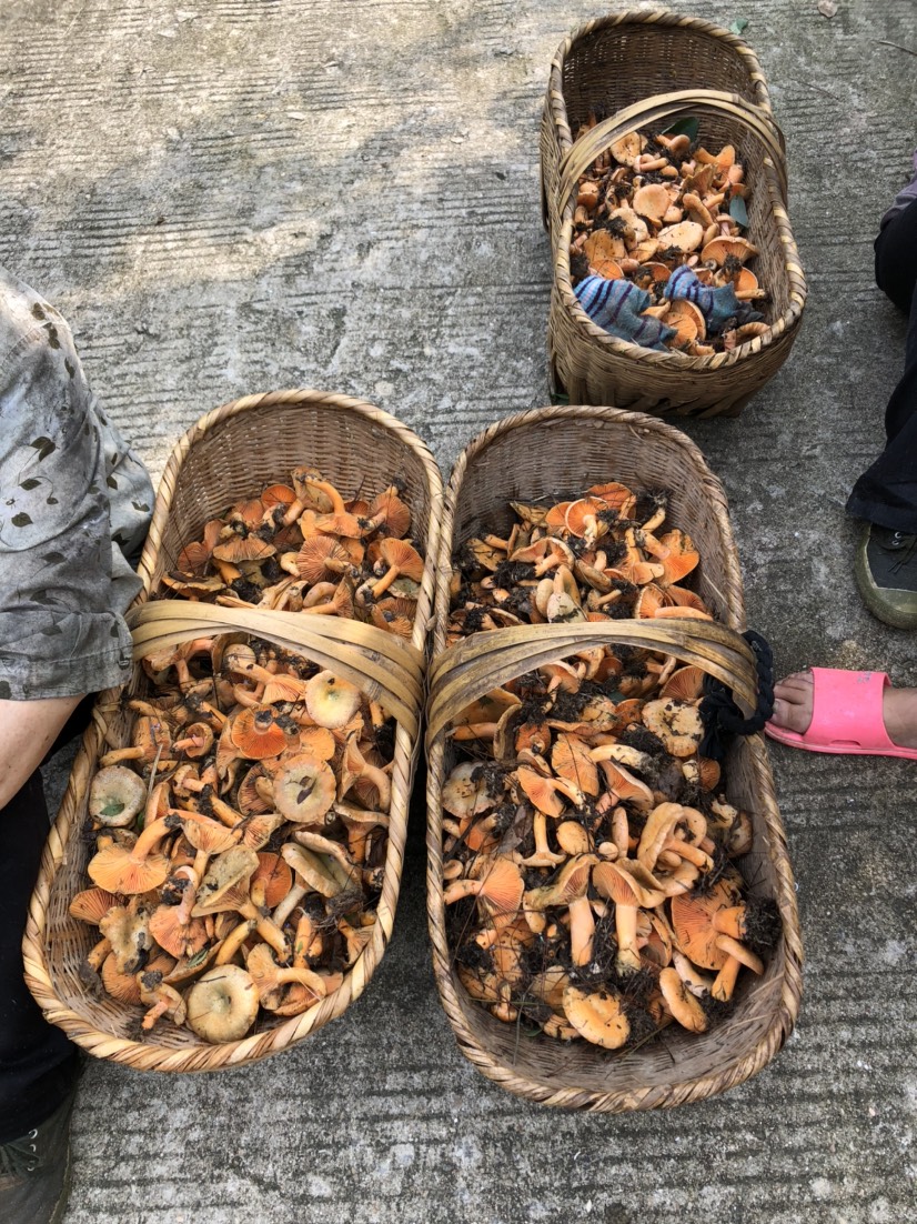 松树菌 人工采摘松树菇,新鲜可以直提,可以发快递