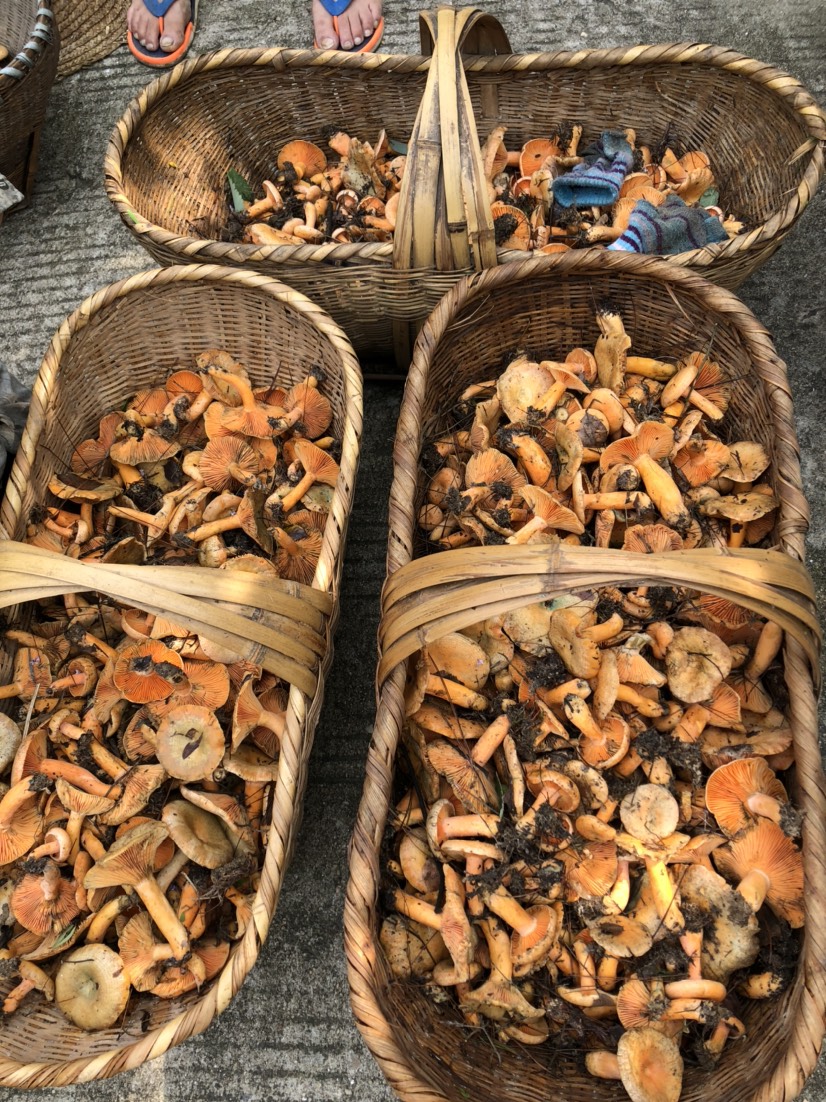 松树菌人工采摘松树菇新鲜可以直提可以发快递