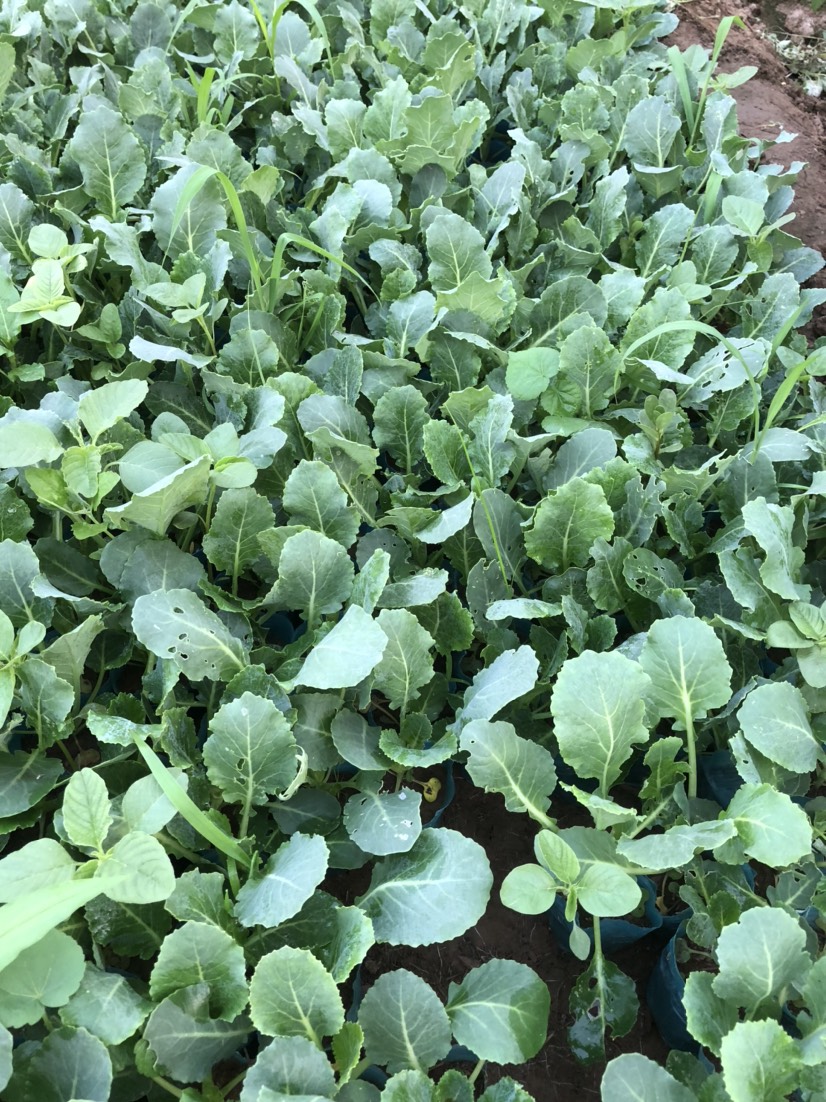 有机白菜花苗,白菜花苗,西兰花苗,甘蓝苗,苤蓝苗
