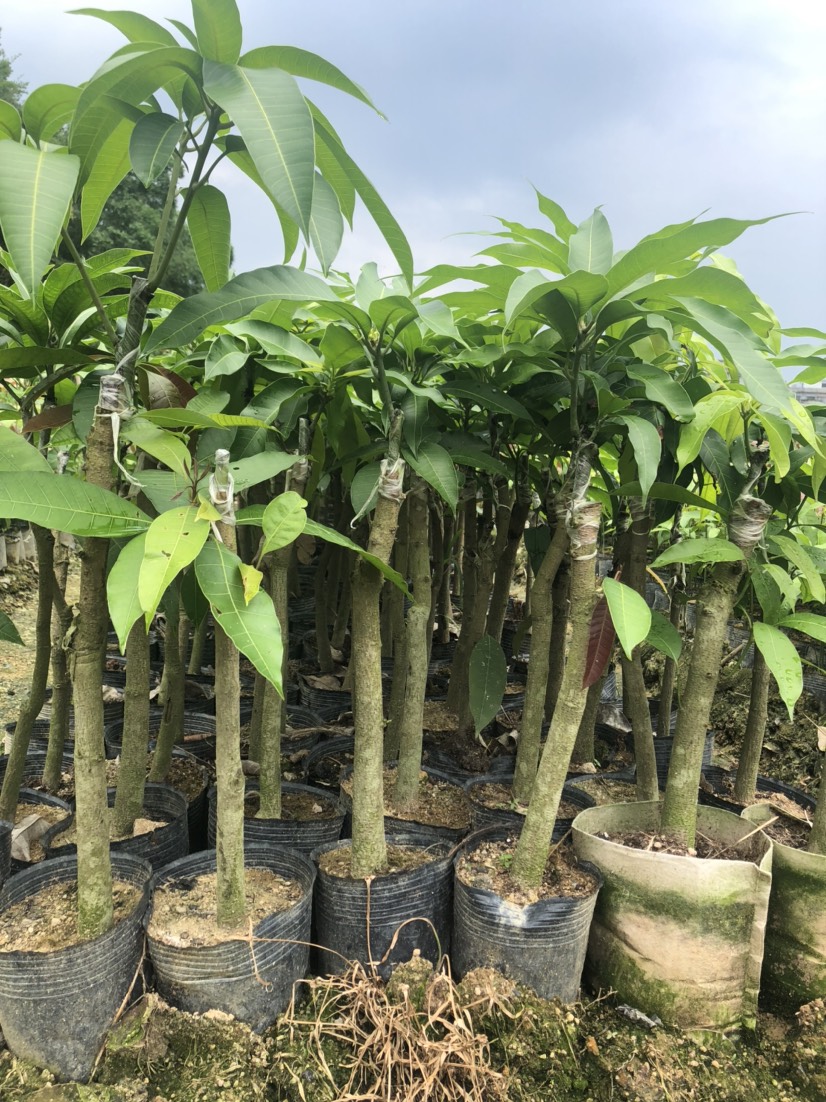 金煌芒果苗 正品金煌芒果嫁接苗
