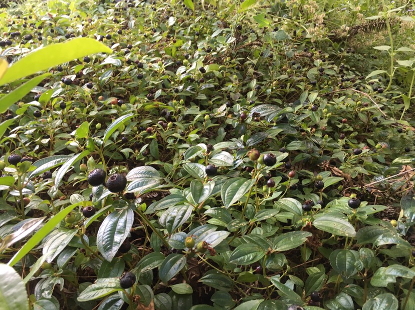 山捻子 新鲜采摘,精挑细选,泡酒药用的地稔子