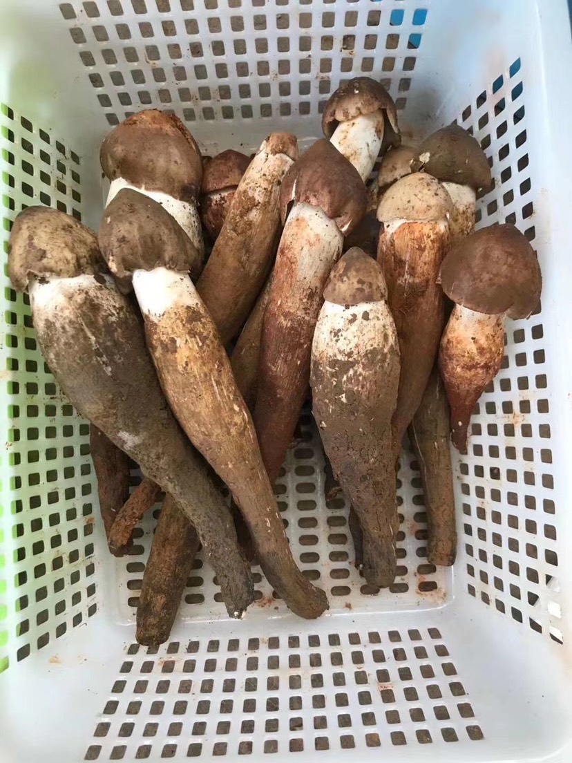 鸡枞菌 