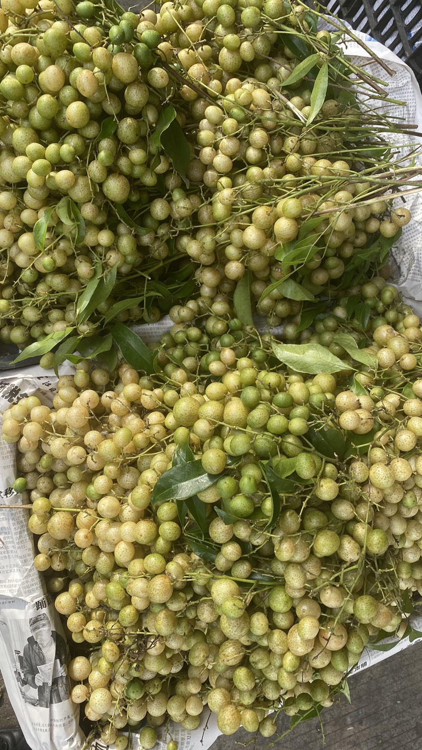 山黄皮 鸡皮果