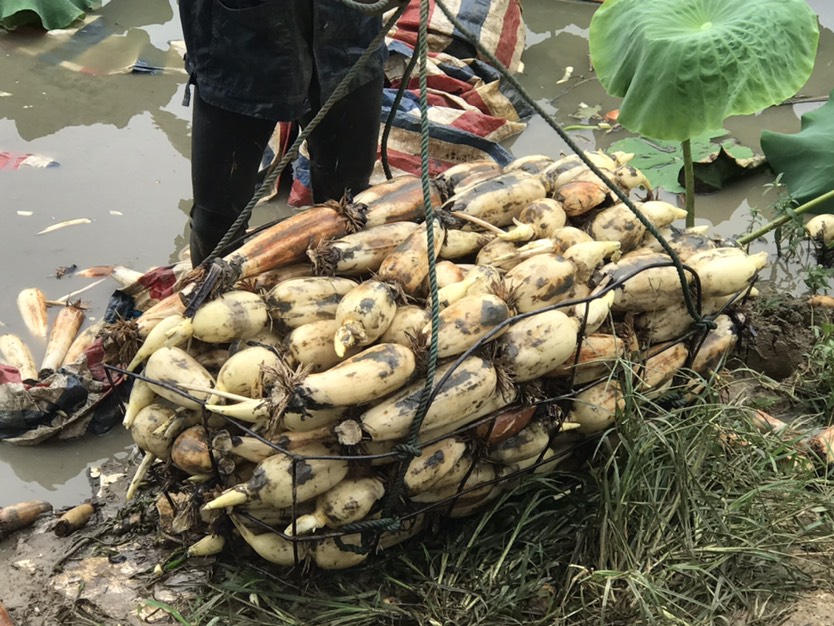 鄂莲5号 第一年塘藕,寻找稳定合作伙伴