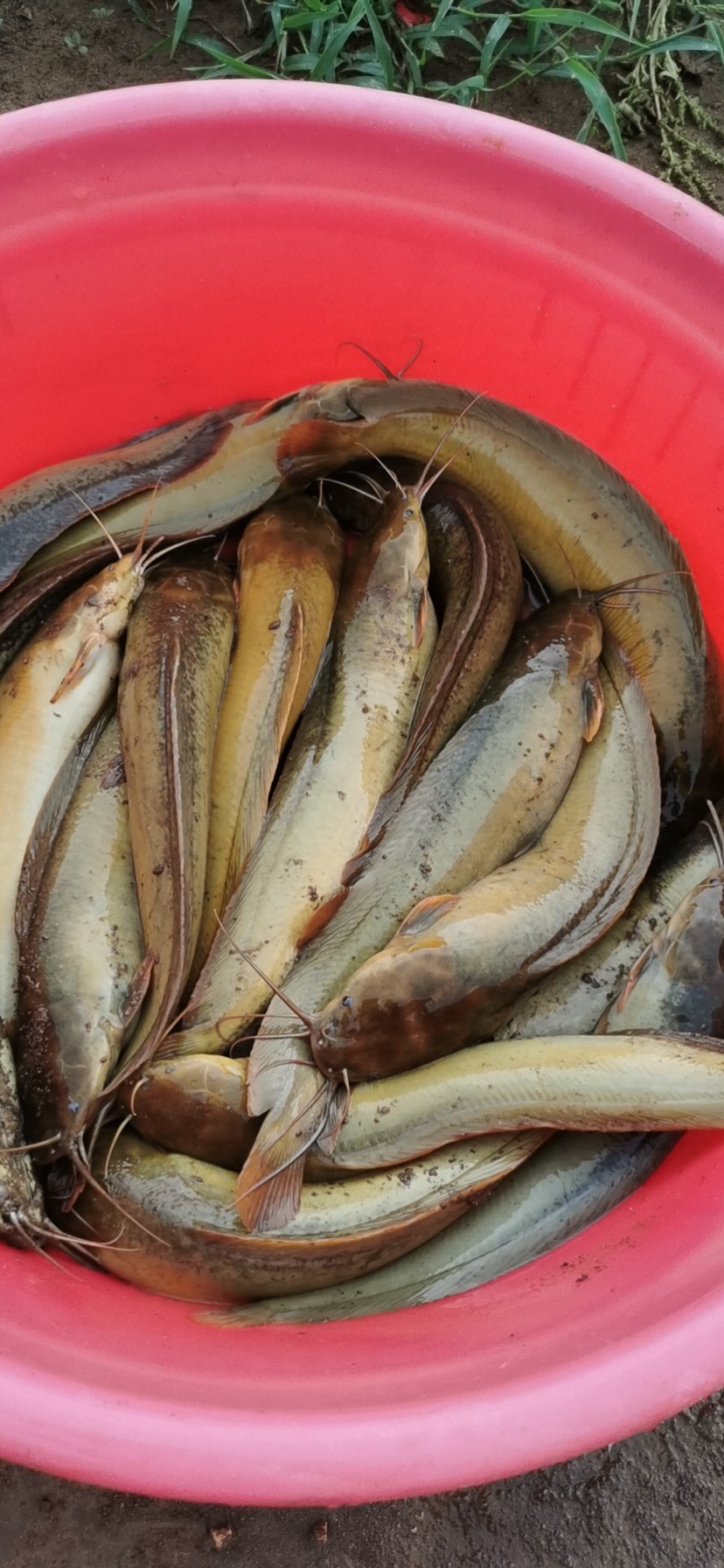 大量长期出售塘鲺鱼塘角鱼杀