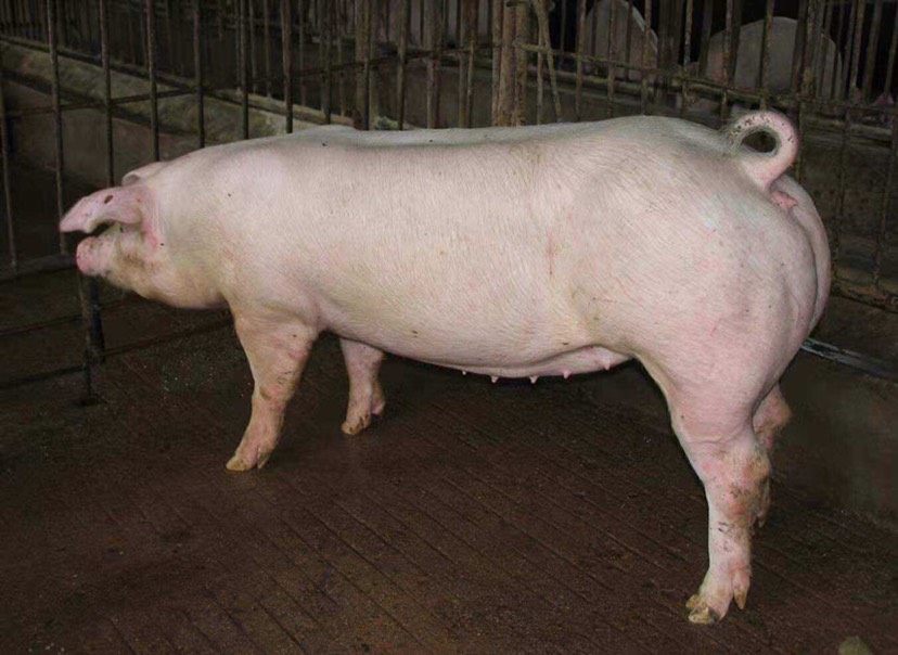 长白猪巴马香猪仔活体家养宠物猪藏香猪怀孕母猪成年猪价格2000元/头