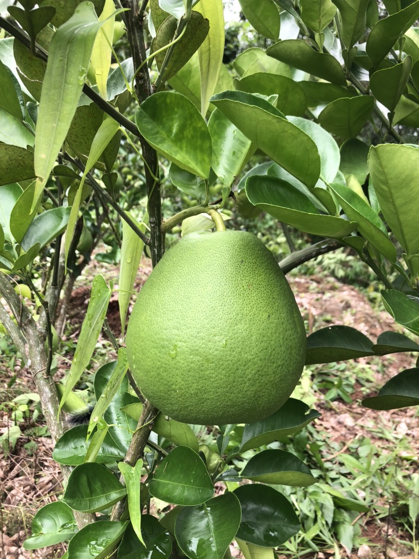 东试早柚 西双版纳冬试早蜜柚