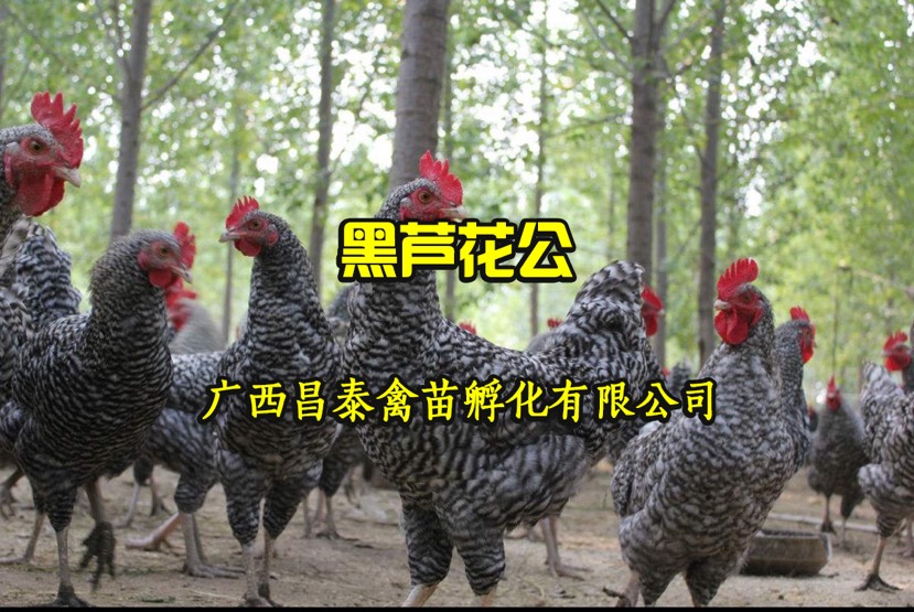 大种黑芦花鸡苗,快大型肉鸡,出栏快