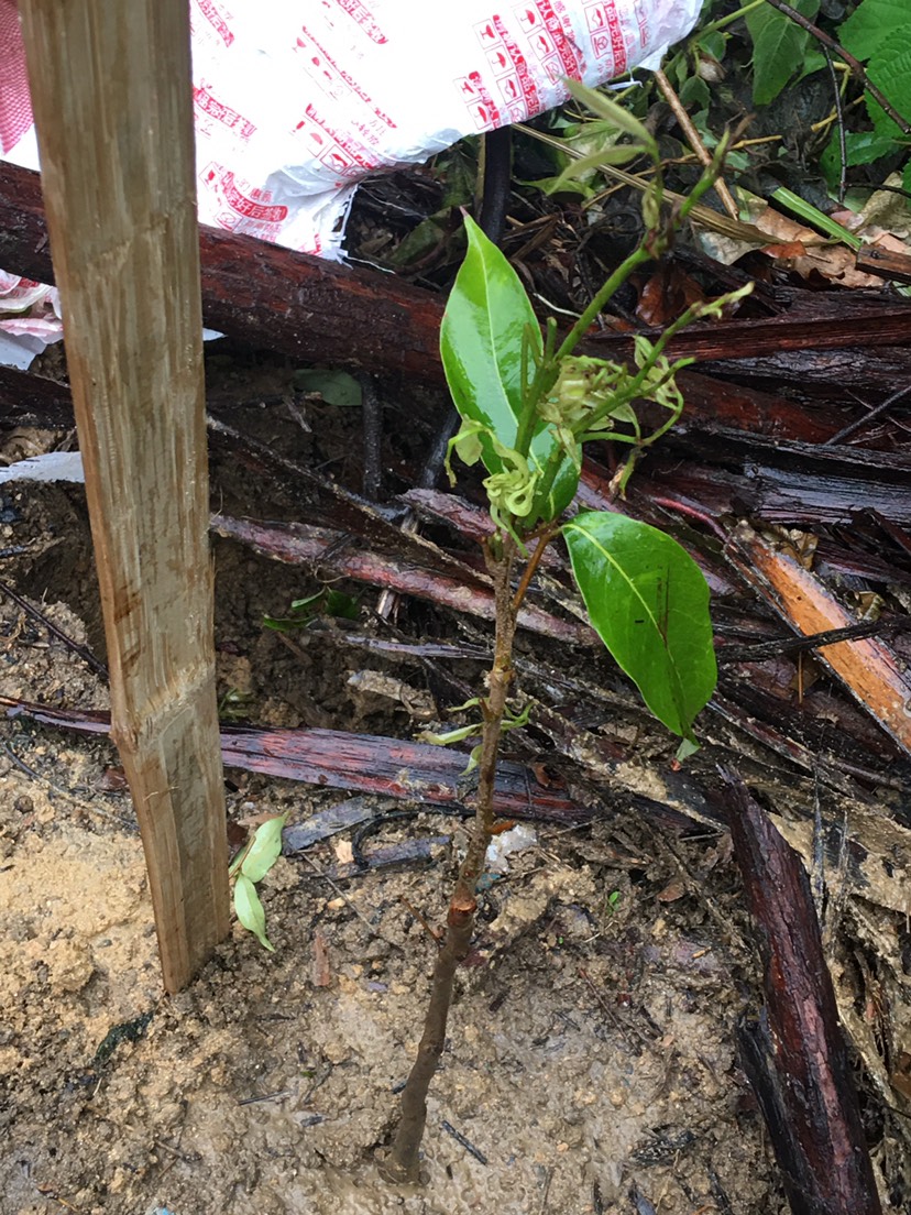 冰荔苗 冰荔 冰荔荔枝苗 2～3三年 今年种植明年结果带土带叶带营