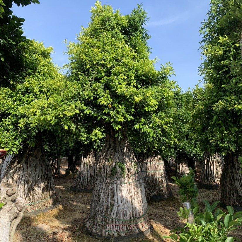 造型榕树 黄金叶原叶南安根造型小叶榕,榕树盆景