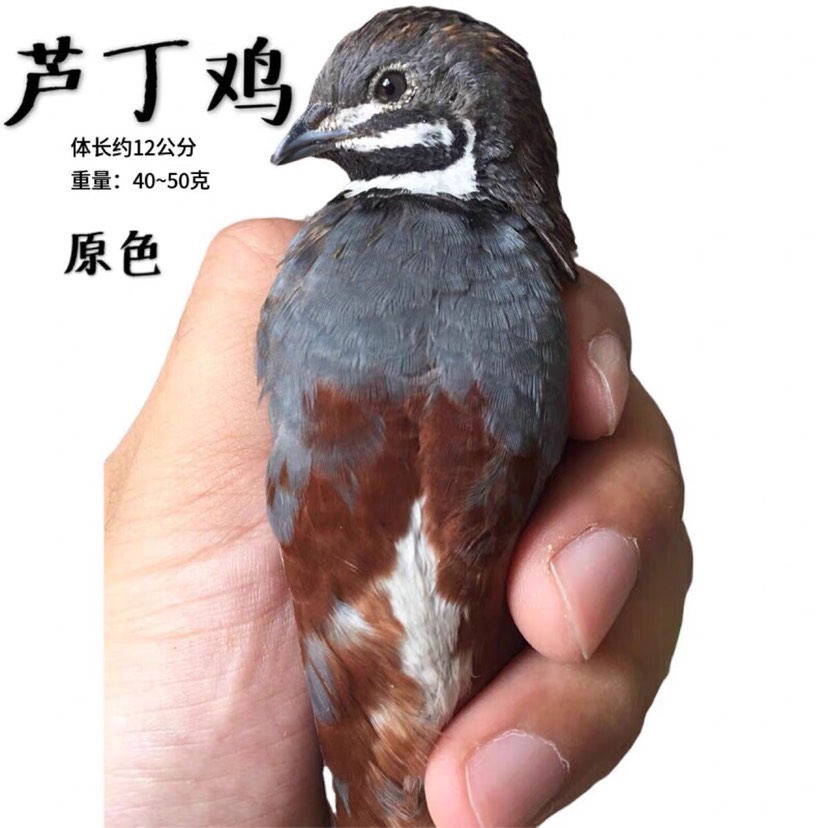 [芦丁鸡批发] 活体芦丁鸡观赏鸟活体鸡苗价格45元/只 - 惠农网