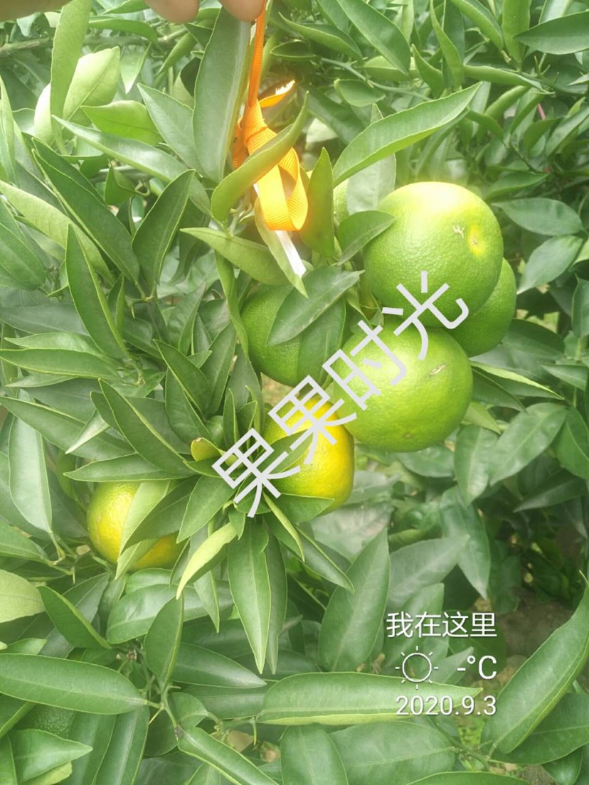 华美柑橘苗华美2号和华美7号枝条果子