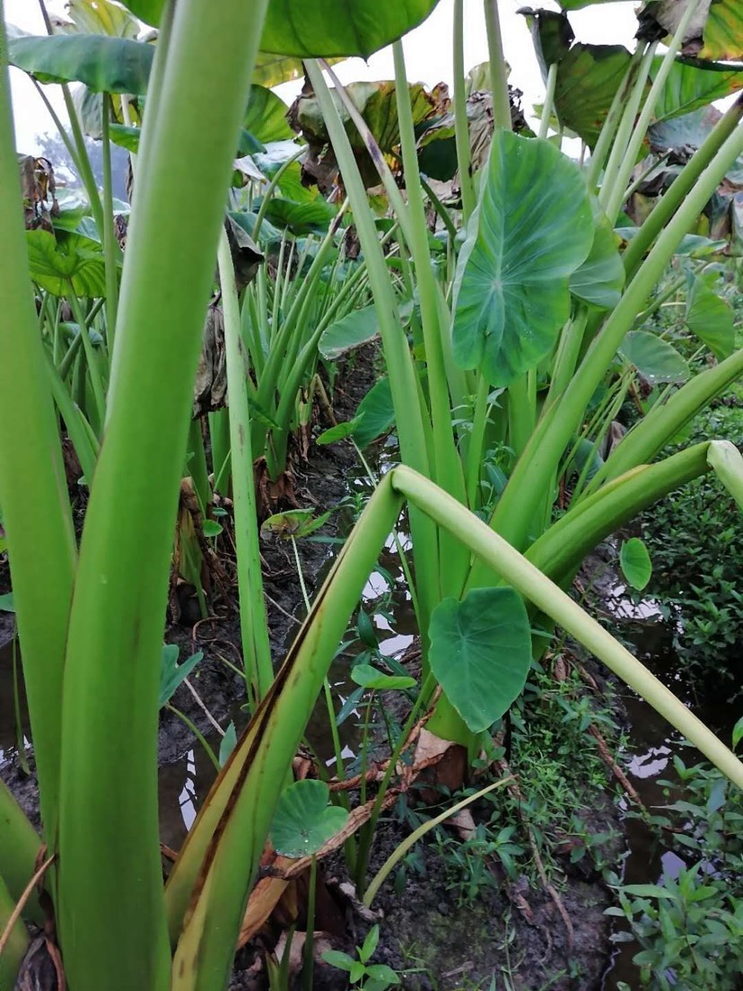 香芋精品槟榔芋15斤起步大面积种植产地直供专业代办