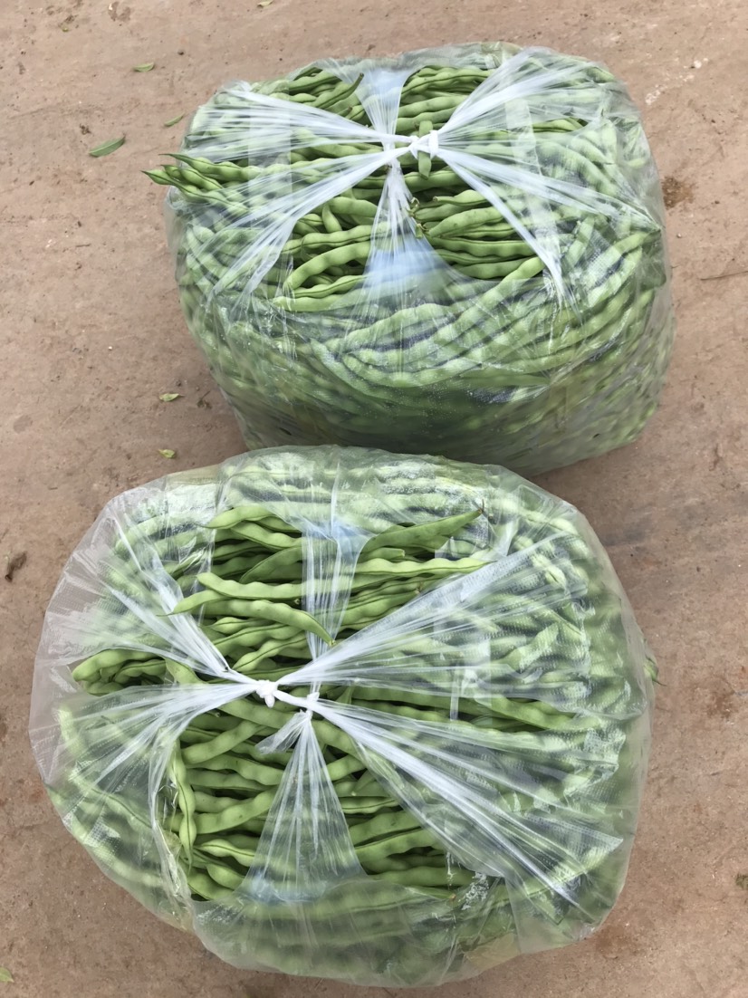 无筋四季豆 青棒豆精品