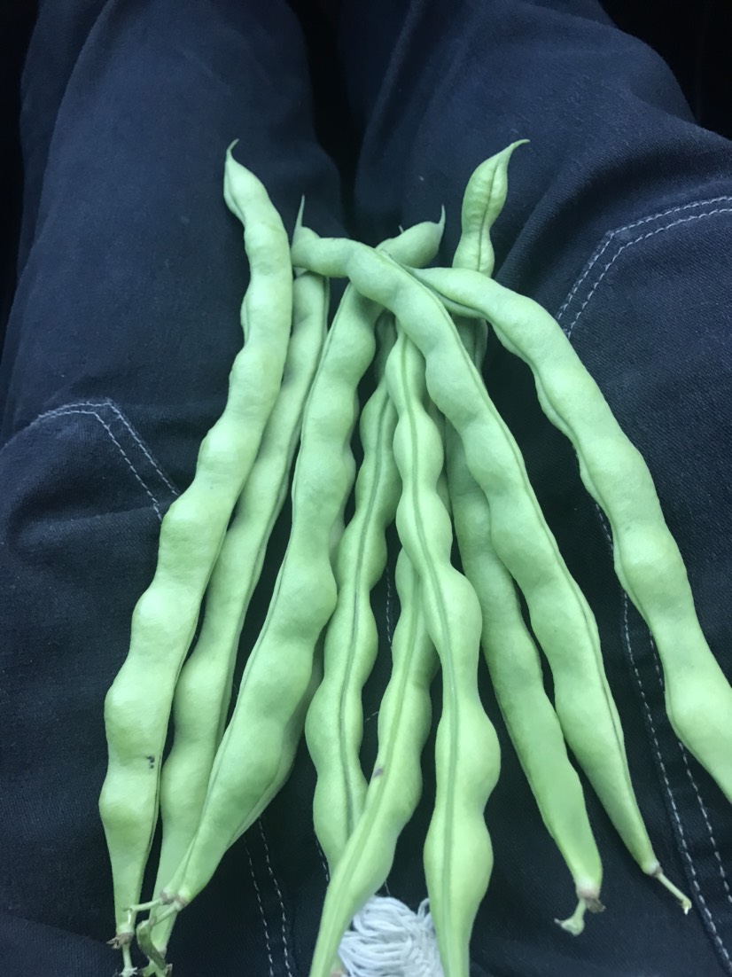 无筋四季豆 青棒豆精品