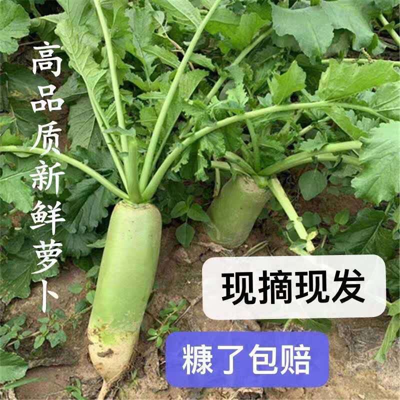 东北水果萝卜,现摘现发,大量出售