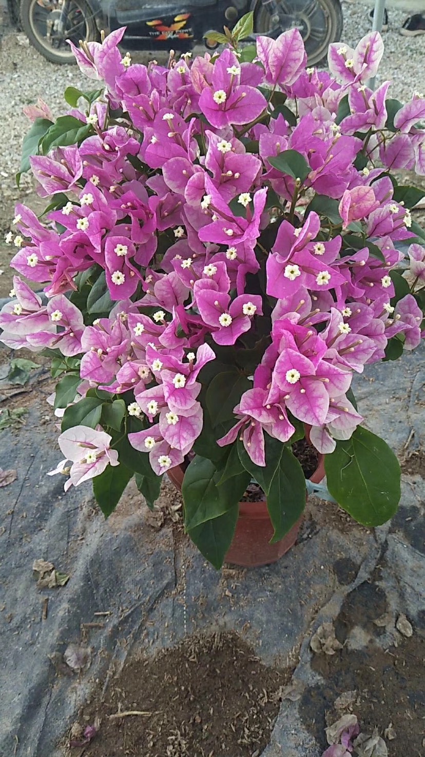 红缨三角梅漳版百变红樱三角梅梅四季开花花期长