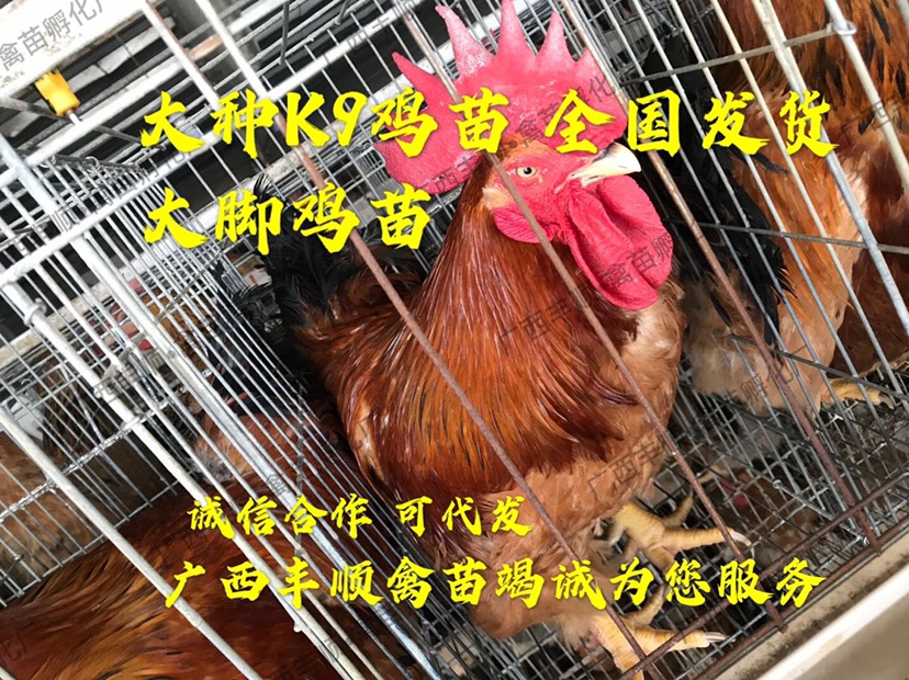 广西南宁k9鸡苗 纯正大脚k9麻黄,新广901,胡树强882灰羽鸡苗,脱温鸡苗