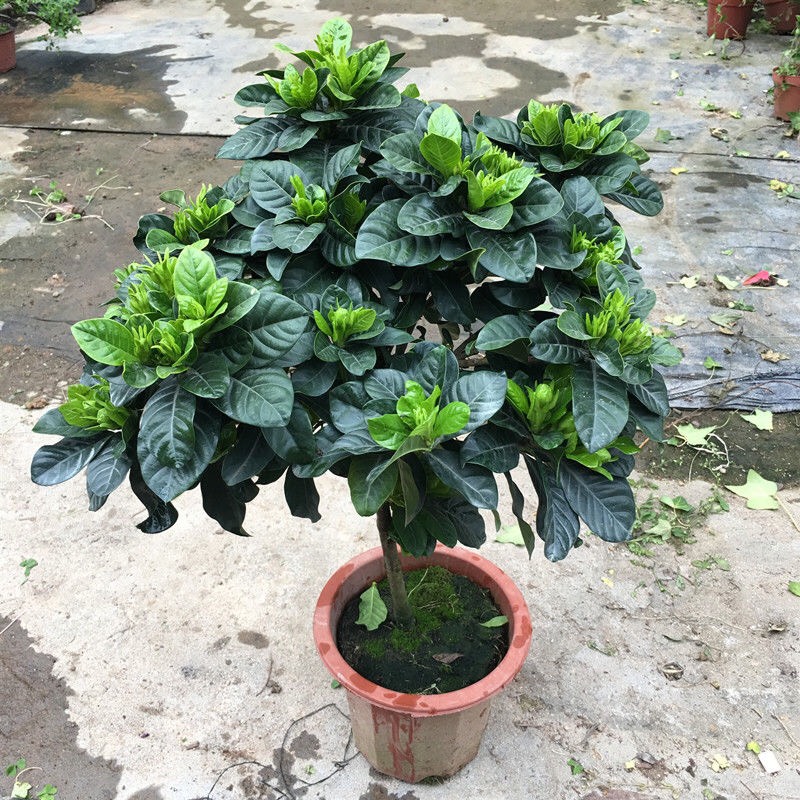 浙江宁海县独杆栀子花超大苗树苗浓香牡丹小叶盆栽棒棒糖树形栀子花四