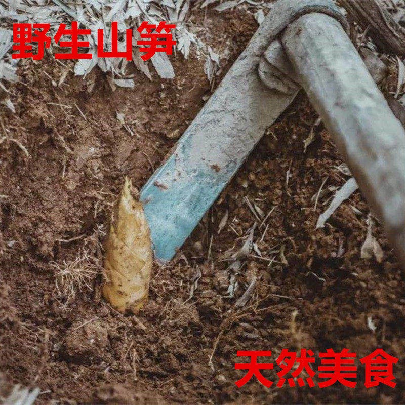 江西新鲜冬笋现挖生黄泥拱带壳竹笋农家去根楠竹笋蔬菜