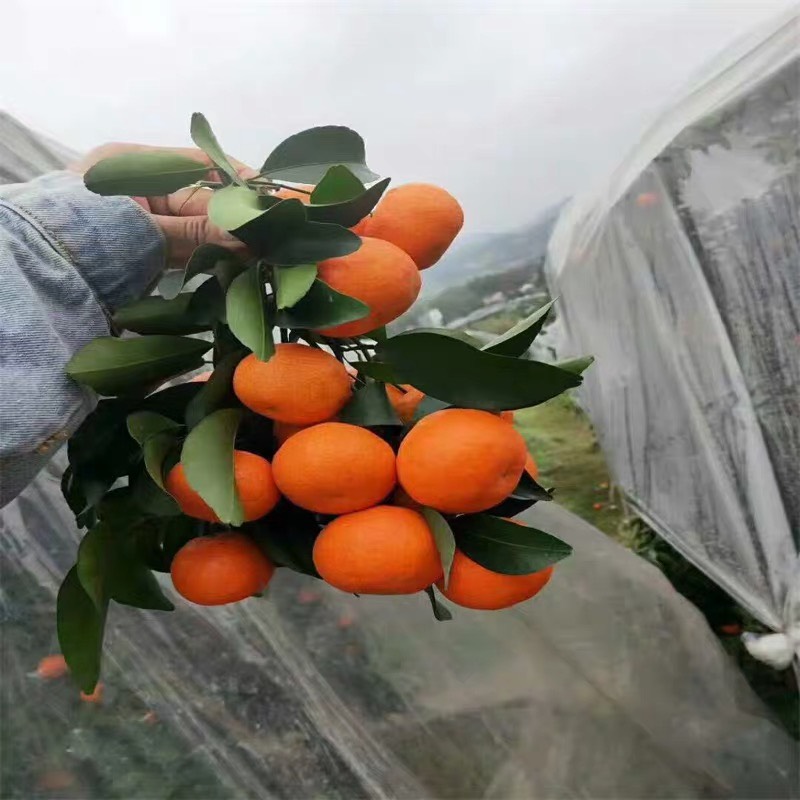 华美柑橘苗 爱莎柑橘苗新品上市华美一号橘子树苗特早熟爱媛砂糖橘子