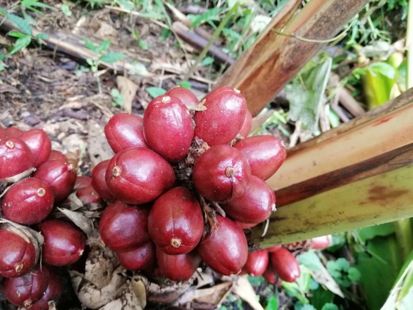 大量怒江福贡生草果